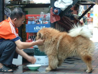 ノラ犬