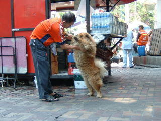 ノラ犬