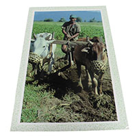 �A�W�A���G�� �@NYP-2�@�l�p�[���E�|�X�g�J�[�h(�R�Ǝ��R)