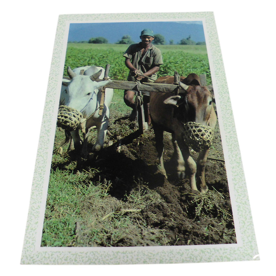 �A�W�A���G�� �@NYP-2�@�l�p�[���E�|�X�g�J�[�h(�R�Ǝ��R)