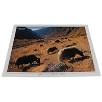 �A�W�A���G�� �@NYP-3�@�l�p�[���E�|�X�g�J�[�h(�R�Ǝ��R)