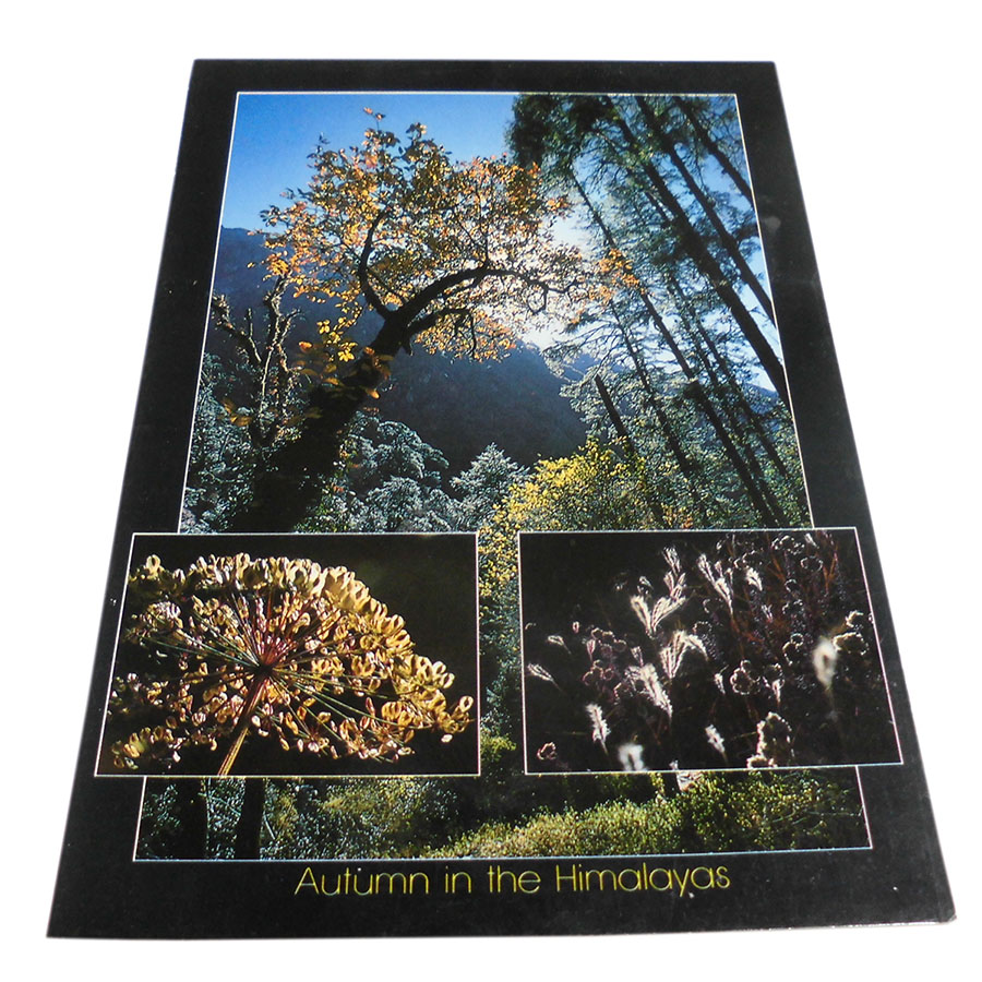 �A�W�A���G�� �@NYP-7�@�l�p�[���E�|�X�g�J�[�h(�R�Ǝ��R)