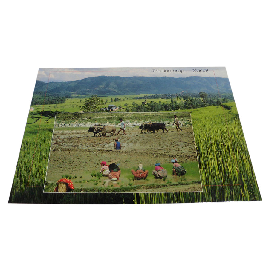 �A�W�A���G�� �@NYP-8�@�l�p�[���E�|�X�g�J�[�h(�R�Ǝ��R)