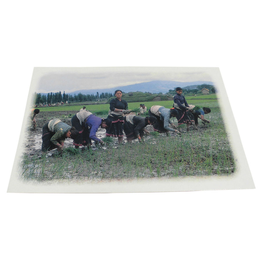 AWAG @NPE-36@lp[E|XgJ[h(lp[̐lX)