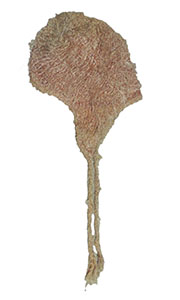 AWAߗ@SNH-13 lp[EVNĕtXq